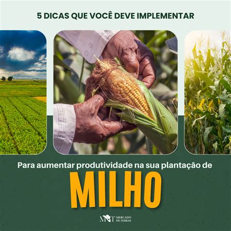 5 Dicas para você Aumentar a Produtividade da Safra de Milho Mercado