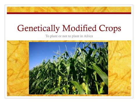 Ppt Genetically Modified Crops Powerpoint Presentation Free Download