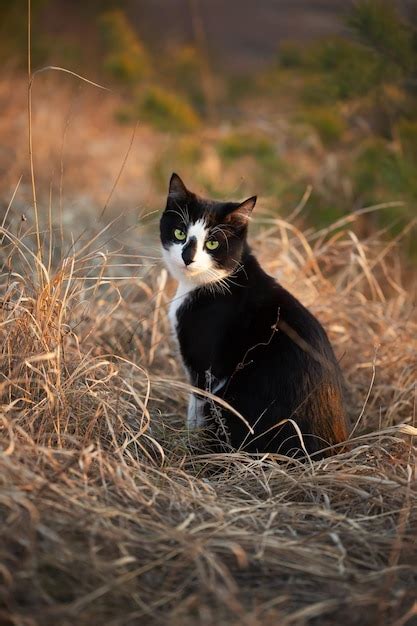 Lindo Gato Blanco Y Negro Sentado En Hierba Seca Al Atardecer Foto