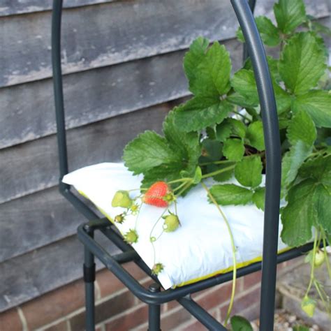 Strawberry Table Top Plant Frames And Supports Agriframes Agriframes Uk