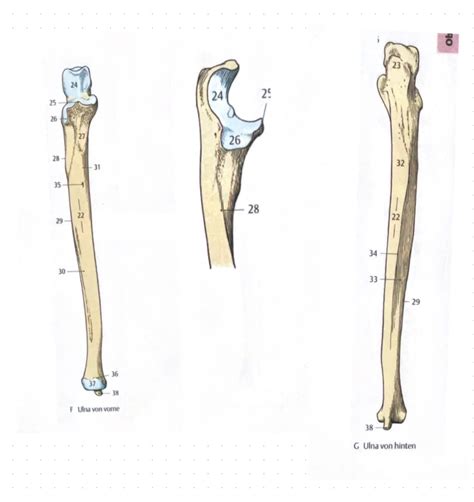 Schaubild Anatomie Ulna Quizlet