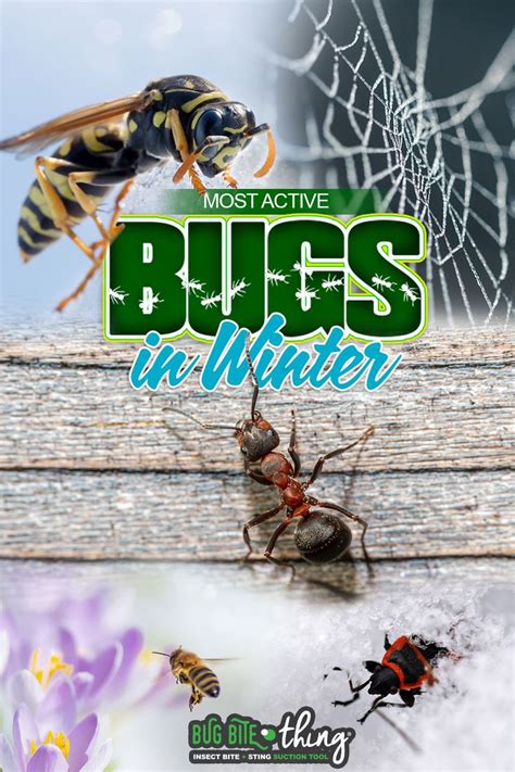 Which Bugs Are Most Active In Winter And Where Do They All Go Ant