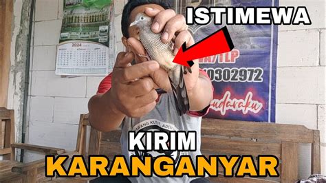 Proses Pengemasan Kirim Burung Perkutut Cemani Majapahit Ke Solo Lewat