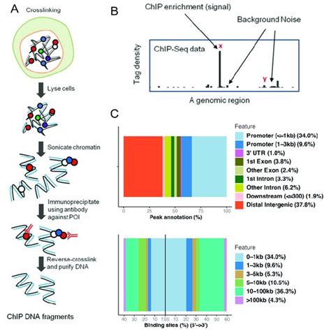 Ho Chip Seq Flowchart And Binding To Dna A Protocol For Chip Seq