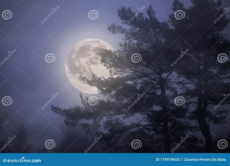 Forest full moon night stock image. Image of adventure - 175979653