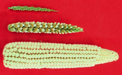 The Gradual Evolution Of Corn From Wild Teosinte Grass At The Top To