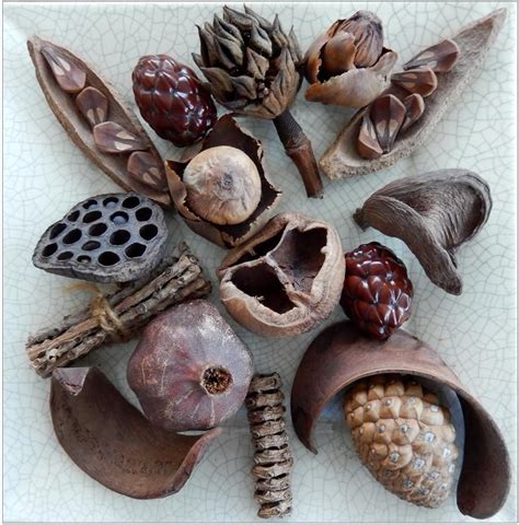 Seed pods art, Seeds, Seed pods