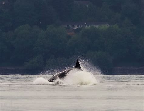 Orcas on the hunt near Three Tree Point | Westside Seattle
