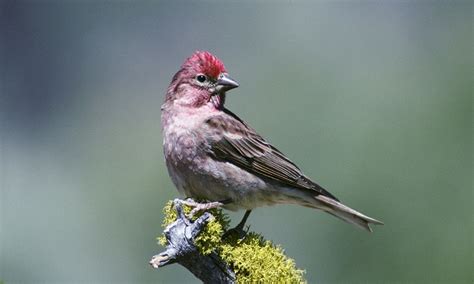 Cassin’s Finch: Vibrant Mountain Bird with Unique Nesting Habits