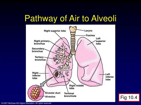 Pathway Of Air From Nose To Alveoli