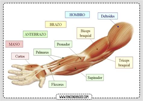 Partes De Un Brazo Image To U