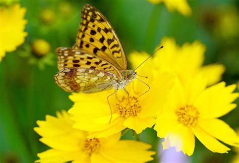 Cu L Es El Significado De Las Mariposas Descubre Qu Significan