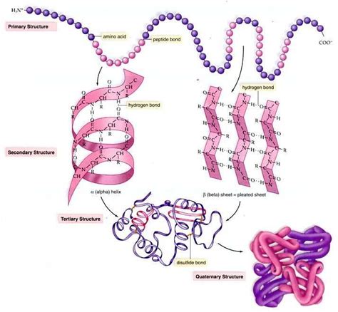 Fajarv Protein Structure Primary Secondary Tertiary And Quaternary Bonds