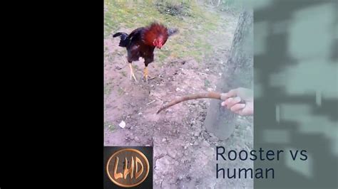 Rooster Vs Human Youtube