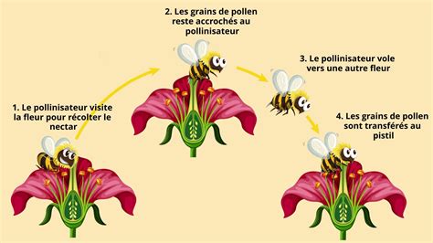 Développement et reproduction des plantes CM1 CM2 Maître Lucas