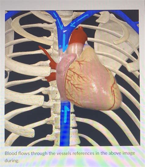 Answered Blood Flows Through The Vessels Bartleby