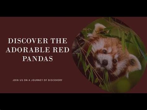 Discovering Red Pandas Natures Adorable Acrobat YouTube