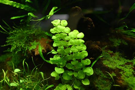 Creeping Jenny (Lysimachia nummularia): A Low-Maintenance Beauty for