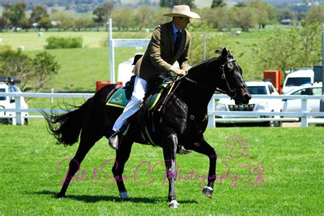 Australian Stock Horse Show 4 by SammyTheFloof on DeviantArt