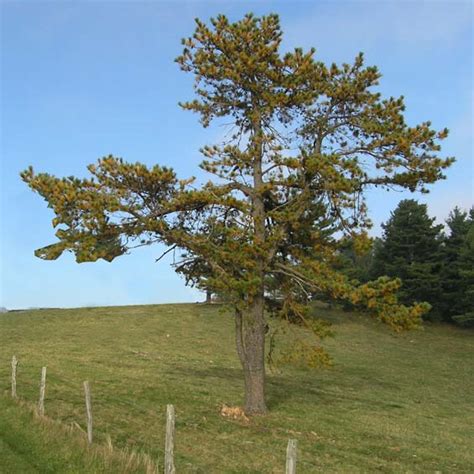 Pinus Virginiana Virginia Pine Description