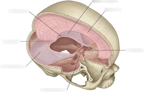 Falx Cerebri Diagram | Quizlet