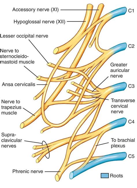 Plexus Criostaigeach Mìneachadh Agus Anatomy Lombafit