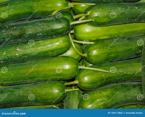 Fresh Cucumber Texture Stock Photo Image Of Pickles 149117802