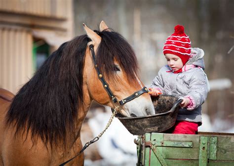 Feeding Little and Often – ignore it at your horse’s peril… - Castle ...