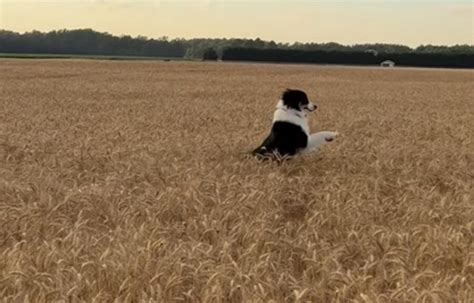 Cucciolo Di Cane Si Prende Cura Di Una Cerva Per Giorni