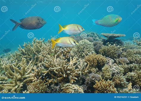 Coral Reef with Colorful Fish South Pacific Ocean Stock Image - Image of nature, caledonie: 95216231