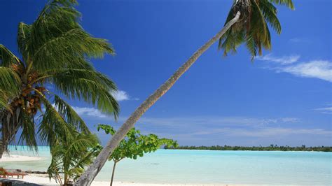 Maldives Tropical Beach Palm Trees 4k Hd Wallpaper