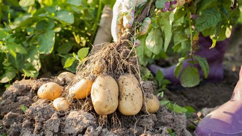 Los Tipos De Siembra Que Revolucionar N Tu Cultivo Agro Gu A