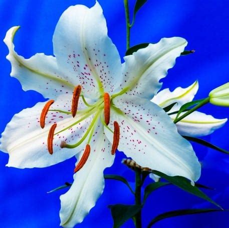 Lily Flower Farming Info In Greenhouse | Agri Farming