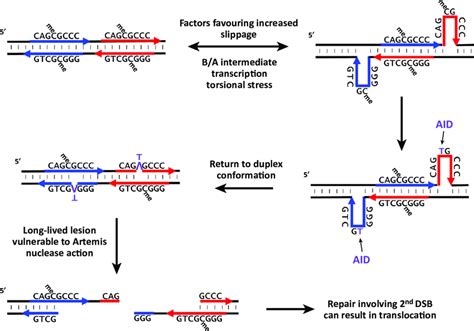 Sequence Level View Of SsDNA Formation Via A Slipped Strand Structure