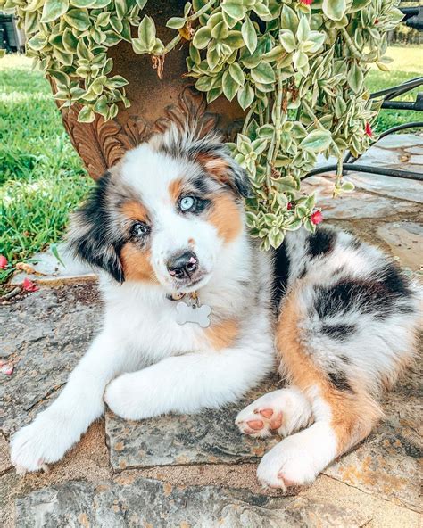 Blue Merle Aussie Puppy | Aussie puppies, Blue merle aussie, Puppies