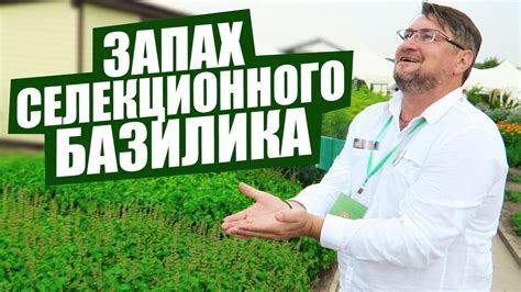 Запах селекционного Базилика! Экран научился передавать запах! День ...