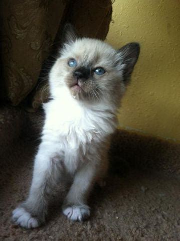 Siamese/Persian Kittens for Sale in Riverside, California Classified ...