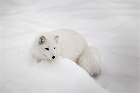 13 Incredible Arctic Animals