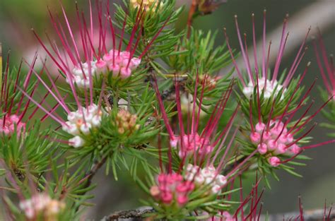 Dsc Darwinia Fascicularis Bairn Track Kuringai Chas Flickr