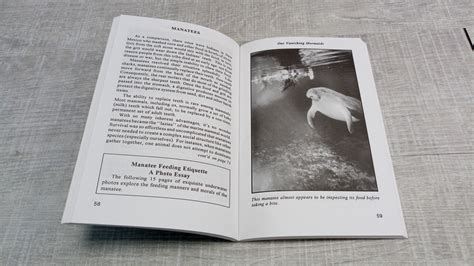 Manatees - MJDiving Webshop