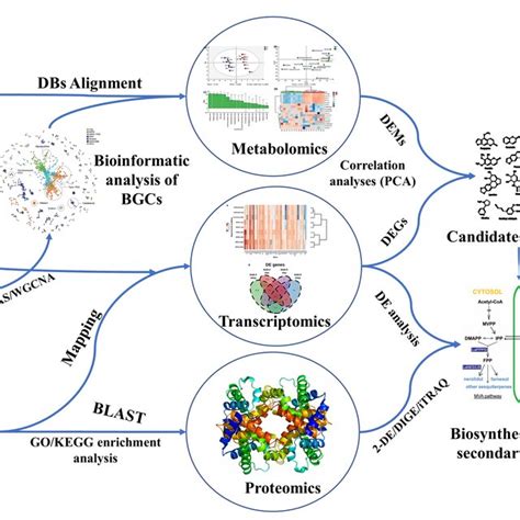 The Multi Omics Strategy And Its Applications Numerous Properties Of A