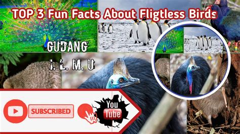 Top Fun Facts About Flightless Birds Youtube