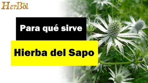 Descubre Los Beneficios Y Usos De La Hierba Del Sapo Una Planta