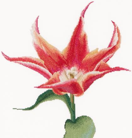 Tulipano Giglio Rosso Arancione Da Thea Gouverneur Fiori E Frutti