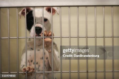 Pound Dog High-Res Stock Photo - Getty Images