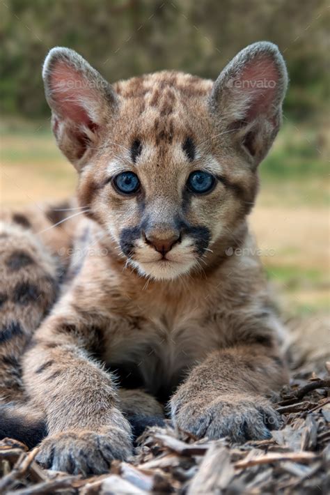 Baby cougar, mountain lion or puma Stock Photo by byrdyak | PhotoDune