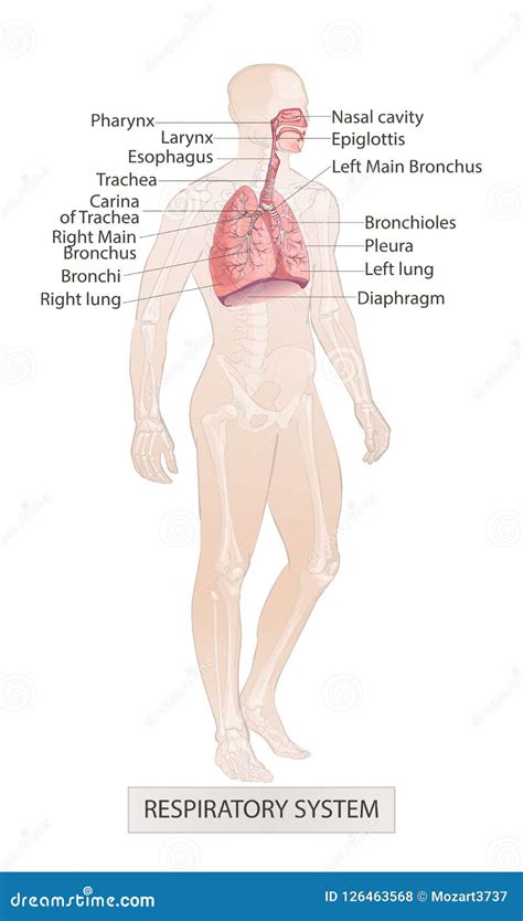 Respiratory System Vector of the Human Larynx Nasal Throttle Anatomy ...