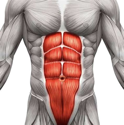 Abdominal Wall Flashcards Quizlet