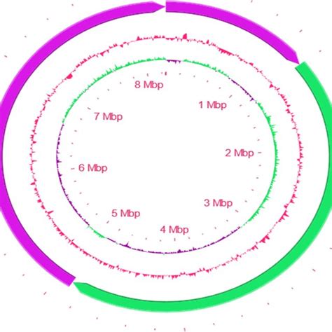 Schematic Representation Of The Circular Chromosome Of Burkholderia