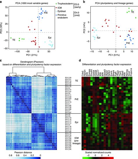 Single Cell Rnaseq Reveals Loss Of Heterogeneity In The E Mid Icm